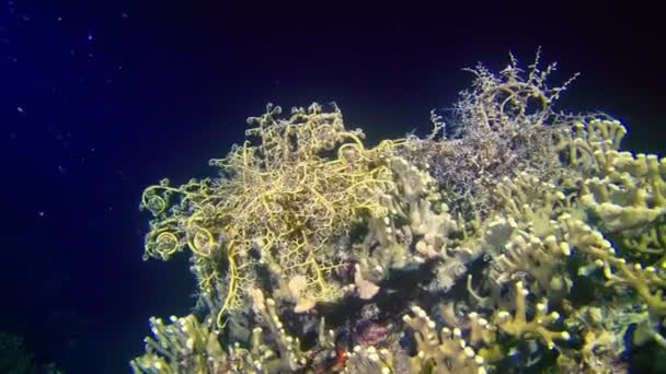 Créatures Sous Marines Dans Profondeur Récif Corallien — Video