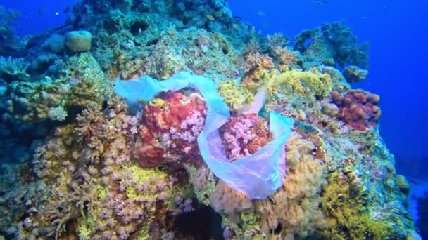Śmieci Dnie Morskim Rafy Koralowej — Wideo stockowe