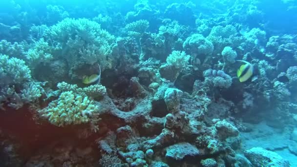 Paisaje Azulado Del Arrecife Coral — Vídeos de Stock