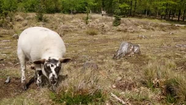 羊在石南上吃草 — 图库视频影像