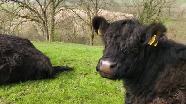 Mucche Galloway Con Vitelli Ruminano Cima Una Collina — Video Stock