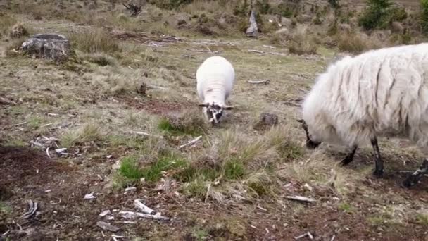 Sheep Grazing Heather — Stock Video