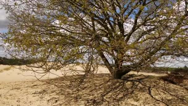 Erosión Debida Sobrepastoreo Con Desertificación Como Resultado — Vídeos de Stock