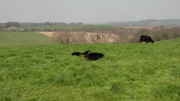 Mucche Galloway Con Vitelli Ruminano Cima Una Collina — Video Stock