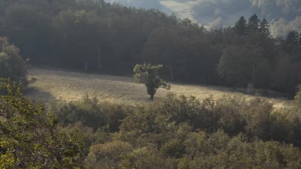 Δέντρο Στη Μέση Μιας Κοιλάδας Στο Vercors Γαλλία — Αρχείο Βίντεο