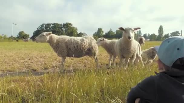 Çocuk Sveç Bir Tarlada Şirin Koyunları Izliyor — Stok video