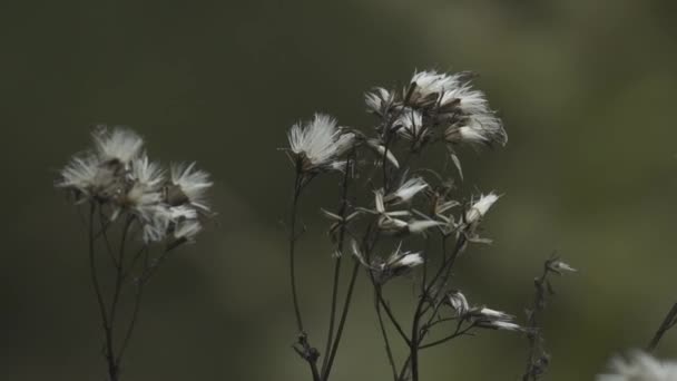 フランスの低風で山の花 — ストック動画