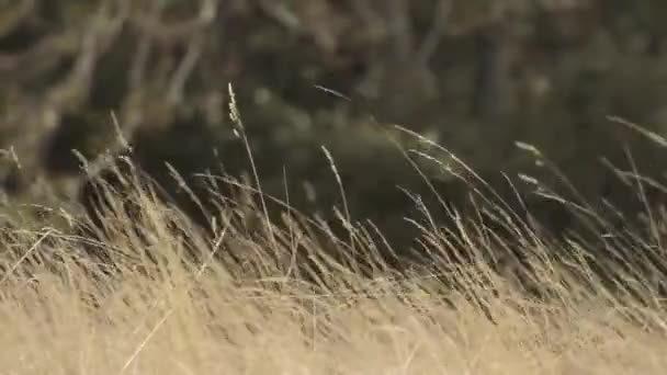 Tarwe Kruiden Een Zacht Briesje — Stockvideo