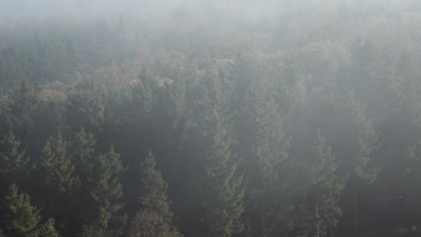 Tannen Wald Vercors Frankreich Herbst — Stockvideo