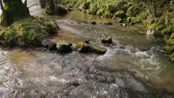 Ein Kleiner Fluss Stromaufwärts — Stockvideo