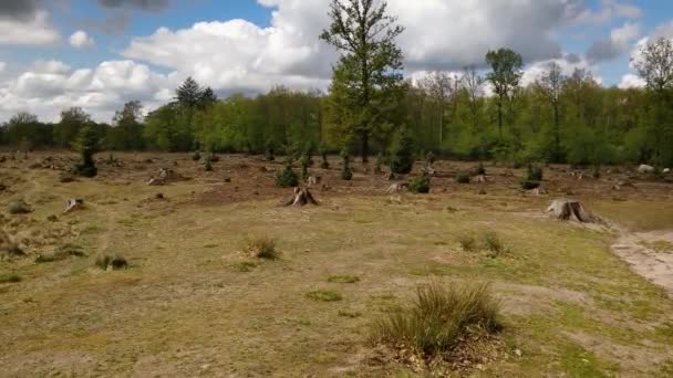 Открытое Пространство Лесу Хвойного Дерева Deforestation — стоковое видео