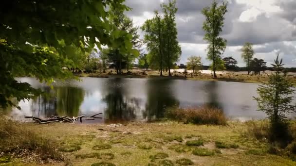 Petit Étang Dans Une Lande Côté Une Forêt — Video