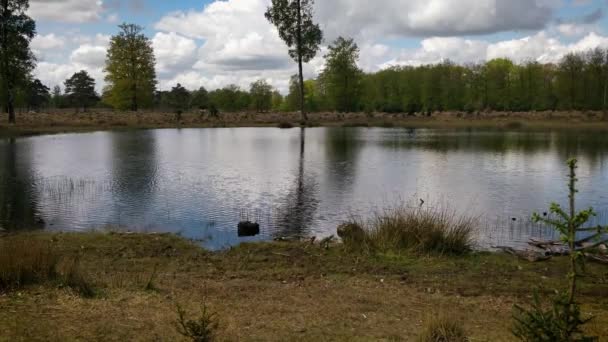 Piccolo Stagno Una Brughiera Vicino Una Foresta — Video Stock