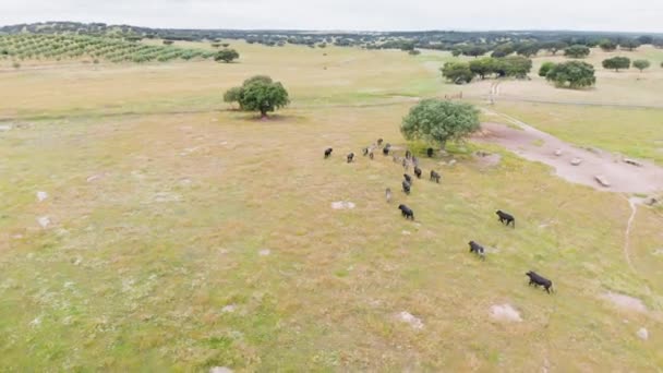 Flygbilder Tjurbesättning Som Springer Fältet — Stockvideo