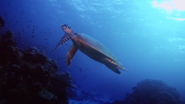 산호초 옆에서우아 헤엄치는 바다거북 — 비디오