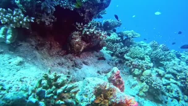 Невероятное Подводное Существо Обнаруженное Дне Моря — стоковое видео