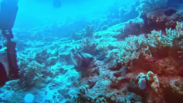 Criaturas Arrecife Coral Escapando Los Buceadores — Vídeo de stock