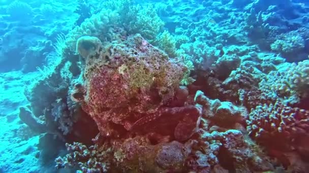 Estranho Animal Subaquático Escondido Fundo Mar — Vídeo de Stock