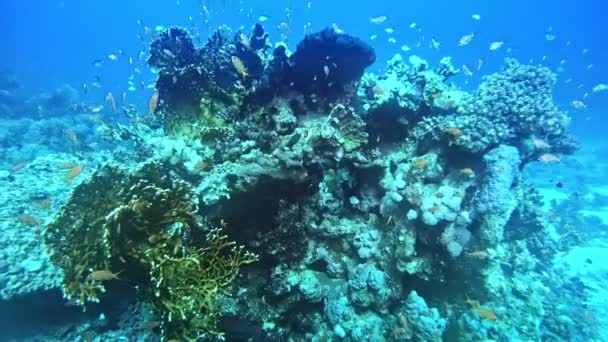 Podwodne Skały Rafy Koralowej Ryby Pływające Pomiędzy — Wideo stockowe