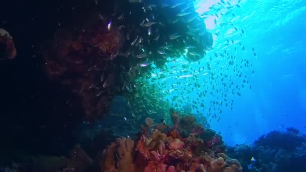 Korallhalrajok Úszkálnak Körülöttünk — Stock videók