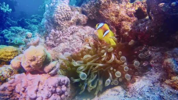 Puha Korallokban Bújkáló Bohóchal — Stock videók