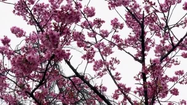 Λουλούδια Της Fuchsia Cherry Blossoms Κινούνται Άπταιστα Μια Συννεφιασμένη Μέρα — Αρχείο Βίντεο