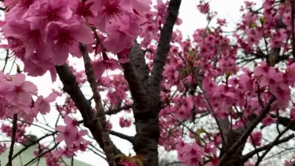 在新宿国家花园 富士樱花在他们的花束中绽放 背景是天空 相机倾斜向上 角度低 特写拍摄 2019年3月29日 日本东京 — 图库视频影像