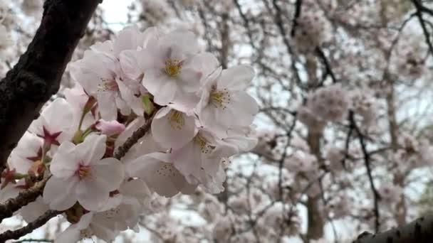 Cherry Tree Full Pink Flowers Shinjuku Gyoen National Garden Camera — Stockvideo