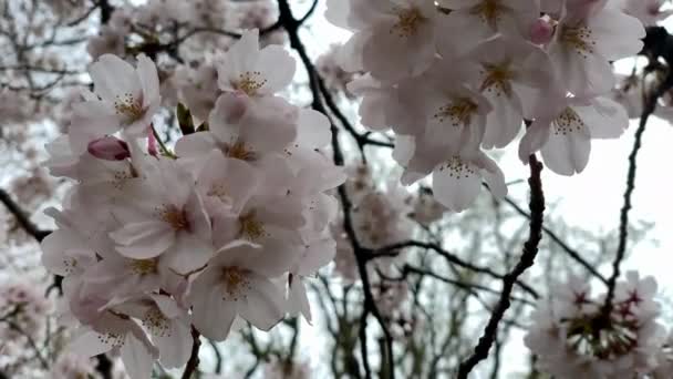 Fragile Pink Cherry Blossoms Move Breeze Shinjuku Gyoen National Garden — Stock Video