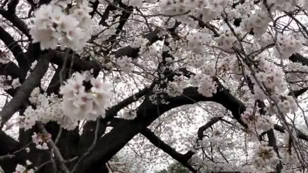 Gefüllt Mit Rosa Kirschblüten Blühen Sie Unter Einem Alten Baum — Stockvideo