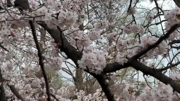 Der Wind Bewegt Die Rosafarbenen Kirschblüten Auf Ihren Zweigen Shinjuku — Stockvideo