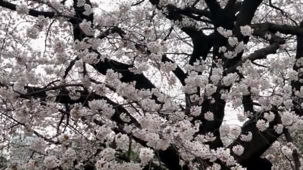Rosafarbene Kirschblüten Blühen Fließend Einem Bewölkten Tag Shinjuku Gyoen National — Stockvideo