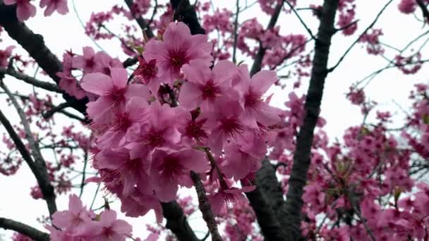 Piękne Kwiaty Wiśni Fuksji Naturalnych Gałęziach Shinjuku Gyoen National Garden — Wideo stockowe