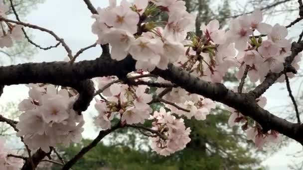 Rosafarbene Kirschblüten Natürlichen Zweigen Des Shinjuku Gyoen National Garden Kamera — Stockvideo