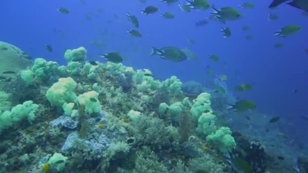 Movendo Sobre Recife Coral Com Muitos Corais Macios Corais Parecendo — Vídeo de Stock