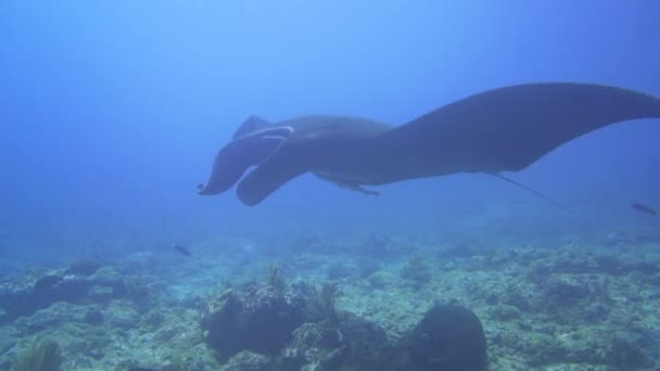 Mantaray Nero Della Barriera Corallina Che Nuota Davanti Alla Macchina — Video Stock