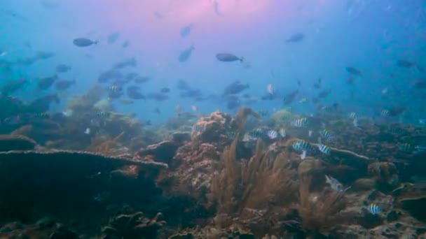 Câmera Panning Sobre Recife Coral Cheio Peixes Vida — Vídeo de Stock