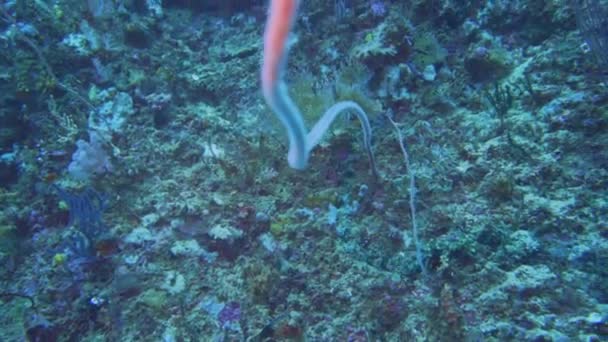 Una Espiral Rosada Coral Suave Que Sobresale Una Pared Coral — Vídeo de stock