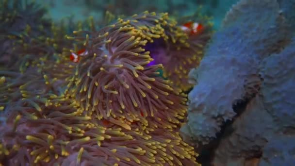 Eine Lila Anemone Der Sich Clownfische Verstecken Mit Dem Strom — Stockvideo