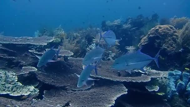 Bir Grup Mavi Yüzgeçli Trevally Mercanların Altında Arıyor — Stok video