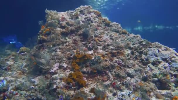 Cámara Rodeando Una Roca Coral Detrás Usted Agujero Pared — Vídeo de stock