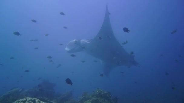 Cámara Panorámica Desde Arrecife Hasta Una Manta Flotando Limpiándose — Vídeo de stock