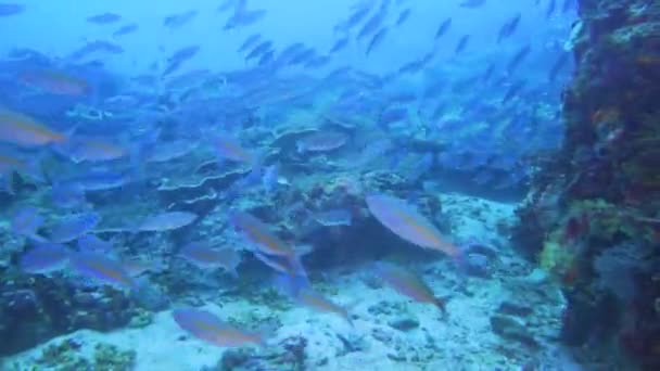 Deep Coral Reef Bottom Fusilier Fish Everywhere — Vídeo de Stock