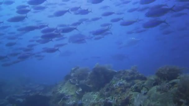 Hunting Action Coral Reef Bluefin Trevallys Fusiliers — Video Stock