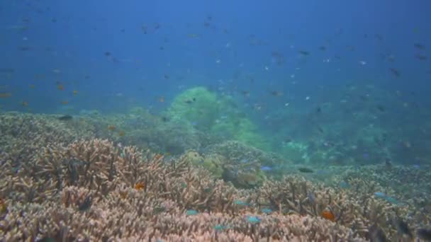 Camera Moving Colorful Coral Reef Lots Acropora Hard Corals Fish — стоковое видео