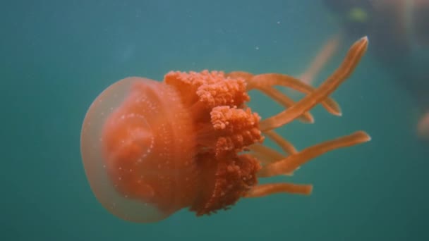 Orange Jellyfish Swimming Slowly Close Camera While Girl Snorkelling — Wideo stockowe