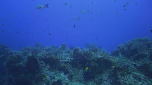 Coral Reef Raja Ampat Many Different Fish Species — Vídeo de Stock