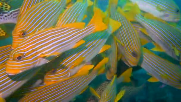 Group Oriental Sweetlips Fish Really Close Camera — стоковое видео