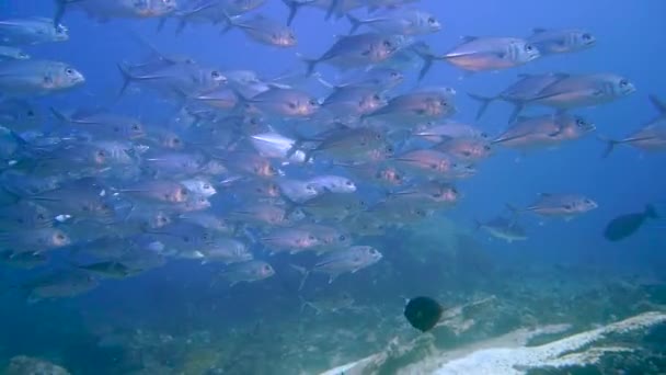 Camera Filming Group Silvery Fish Oceanic Manta Appears — Wideo stockowe