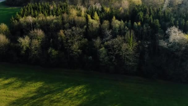 Aerial Shot Tree Farm — Stockvideo